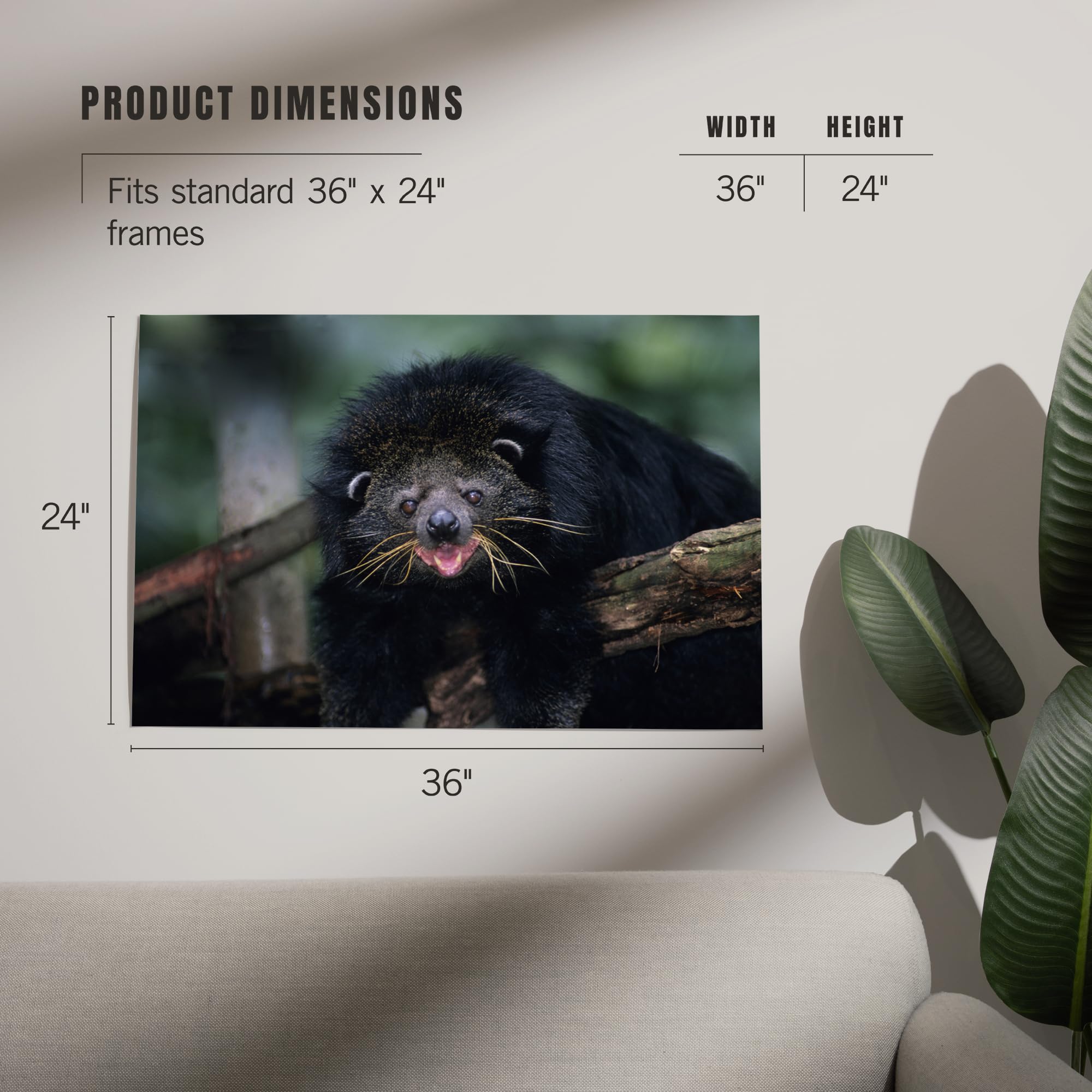 Lantern Press 24x36 Inch Giclee Art Print - Binturong (Bearcat) Wildlife Wall Decor | Premium Canvas Painting for Living Room, Bedroom & Office