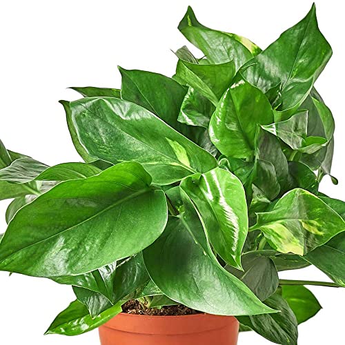 Pothos Golden
