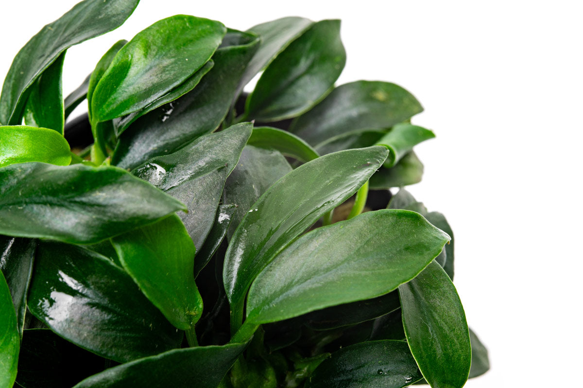 Anubias Jungle Star Aquatic Plant - Live Freshwater Aquarium Plant for Fish Tanks, Low Light & Easy Care - Perfect for Aquascaping, Shrimp Tanks & Natural Decor