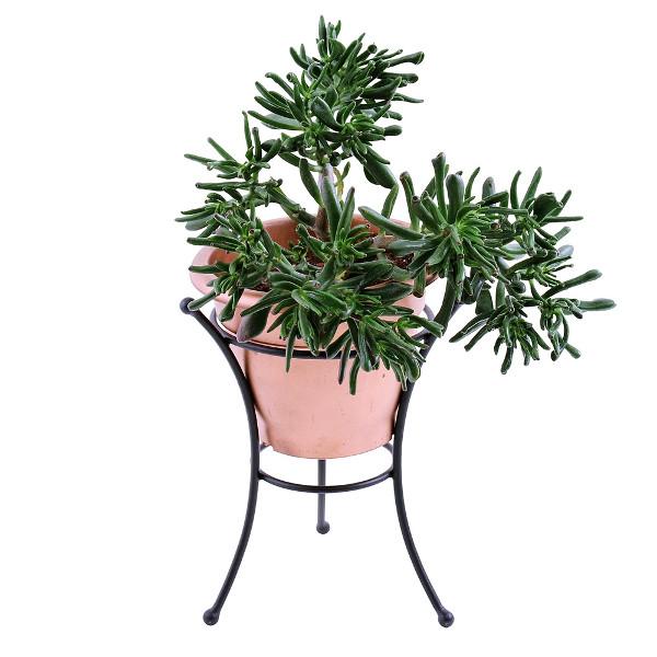 Achla Designs Multi-Purpose Stand for GBS 20 & GBS 21 - Perfect for Office, Home, and Studio Use