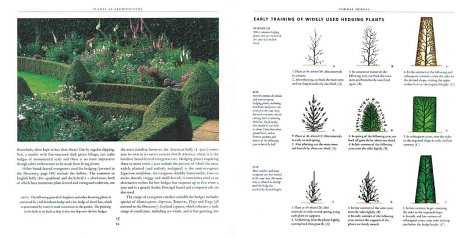 Topiary Plants for Sale - Expertly Trained & Shaped for Beautiful Home & Garden Decor | Perfect for Indoor & Outdoor Landscaping