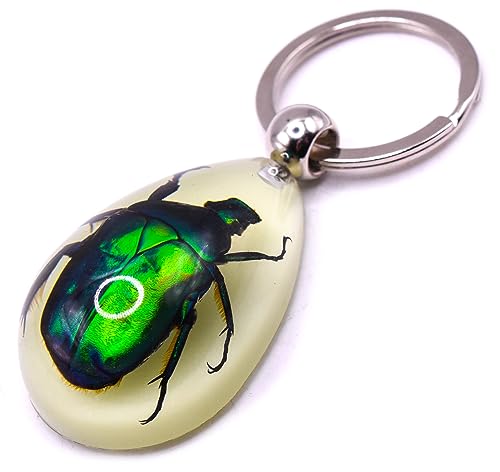 Green Chafer Beetle