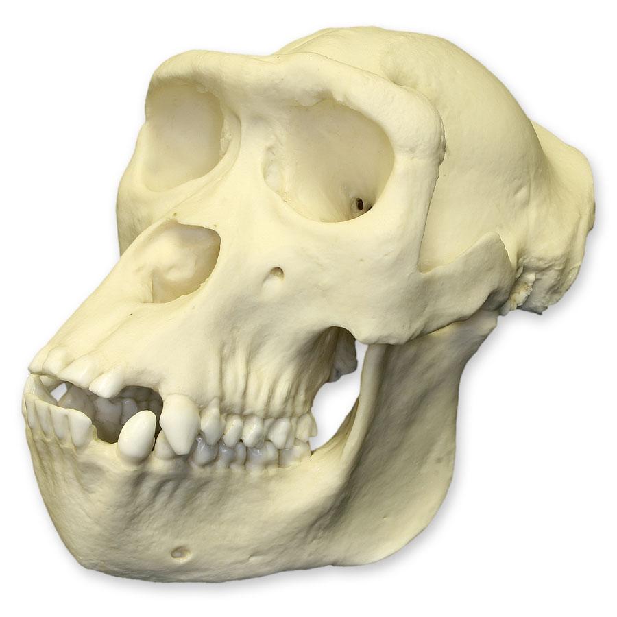Authentic Replica Female Lowland Gorilla Skull - Lifelike Primate Skull Model for Science Education, Museum Display & Home Decor