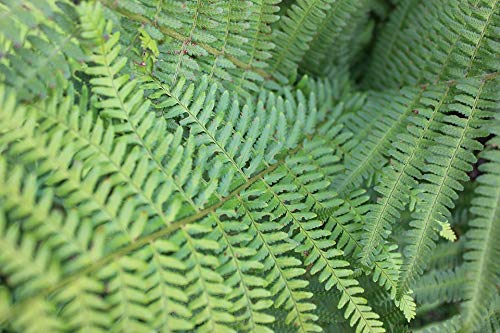 20x30 Inch Laminated Fern Plant Poster - Vibrant Green Forest Nature Wall Art for Home & Office Decor - Perfect for Living Room, Bedroom or Classroom