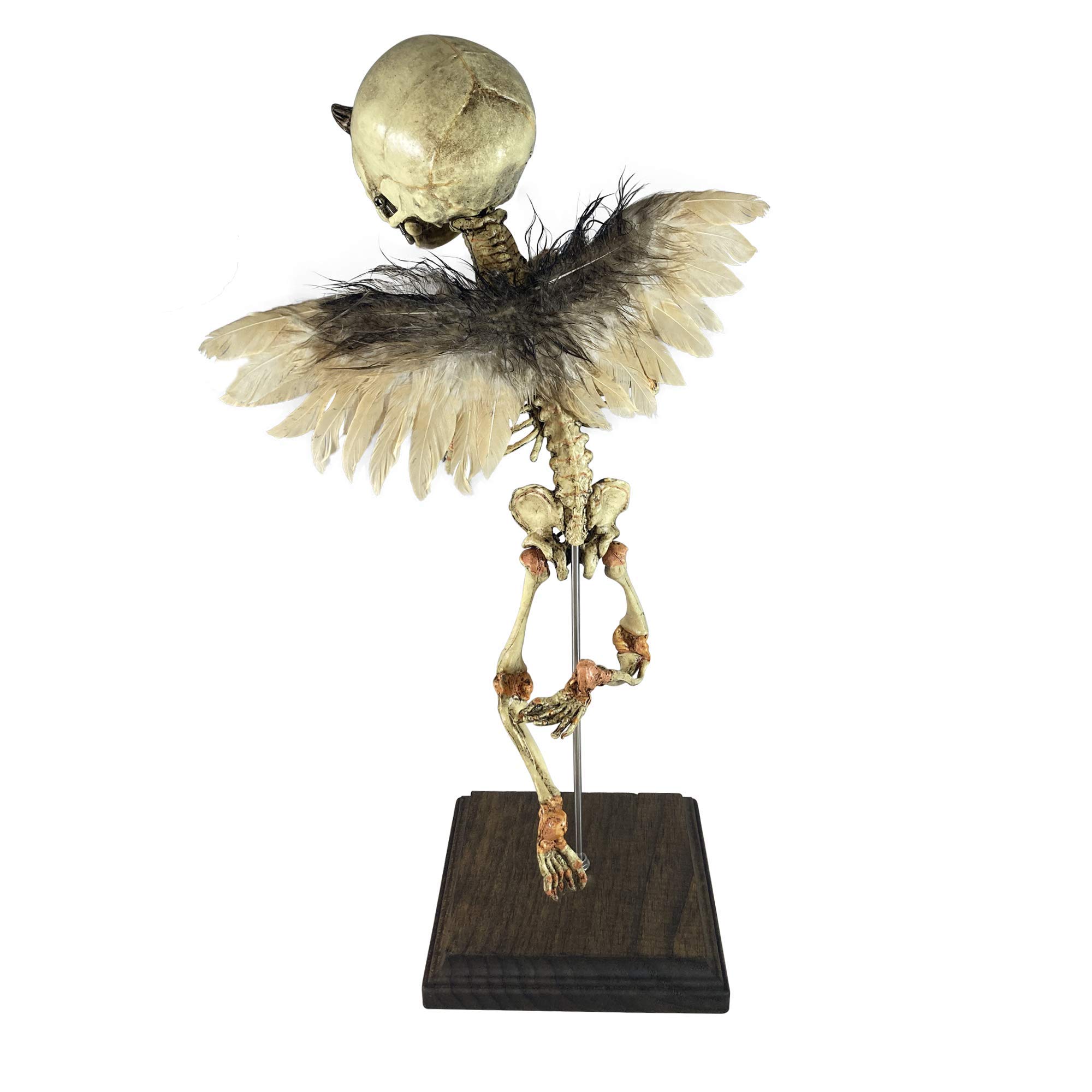 Incubus Rising Demon Fetus Skeleton Oddity - Unique Demonic Medical Specimen Collectible for Horror Decor, Gothic Display & Halloween Props (Beige, One Size)