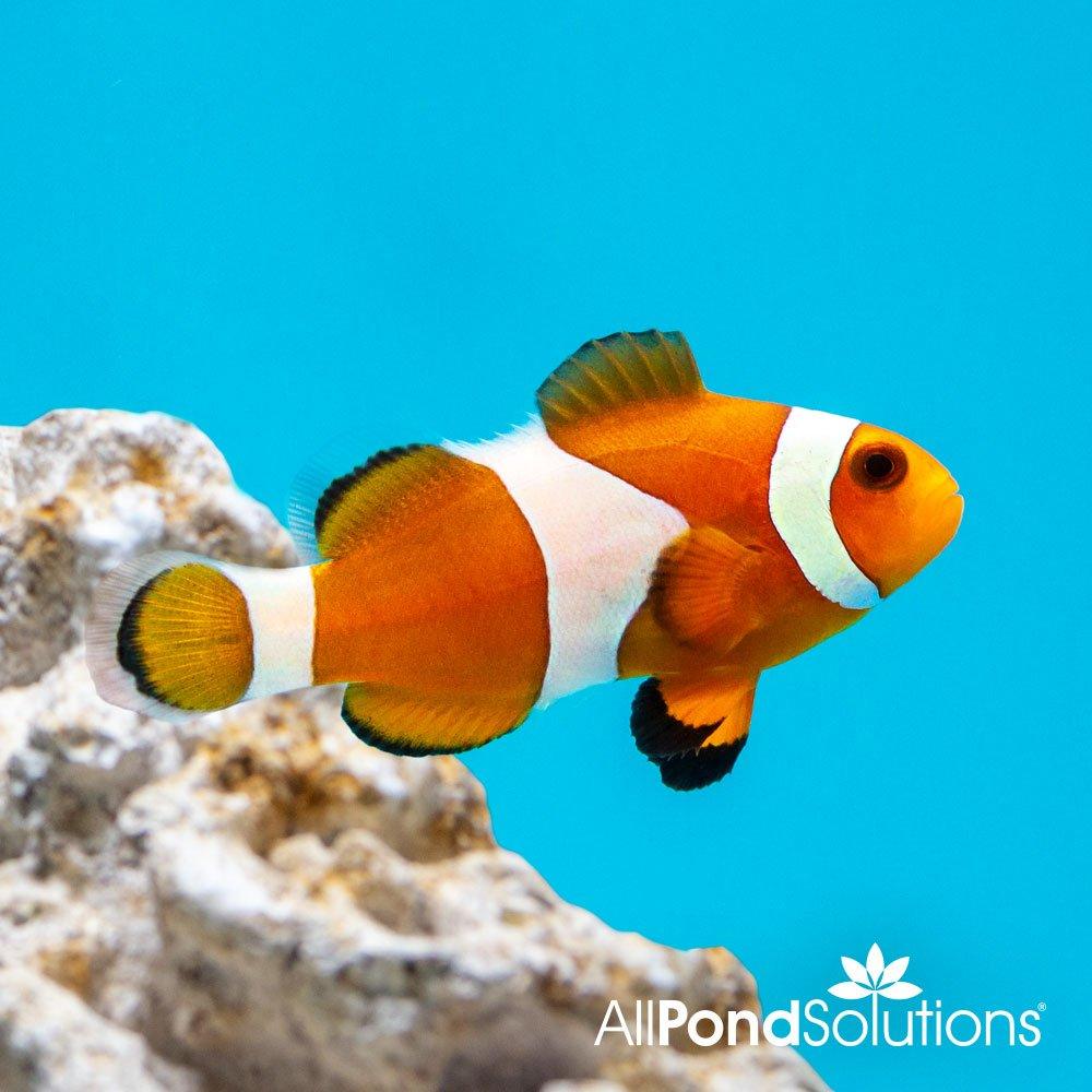 Common Clownfish (Amphiprion ocellaris) - Saltwater Aquarium Fish for Reef Tanks | Perfect for Marine Aquariums & Home Decor