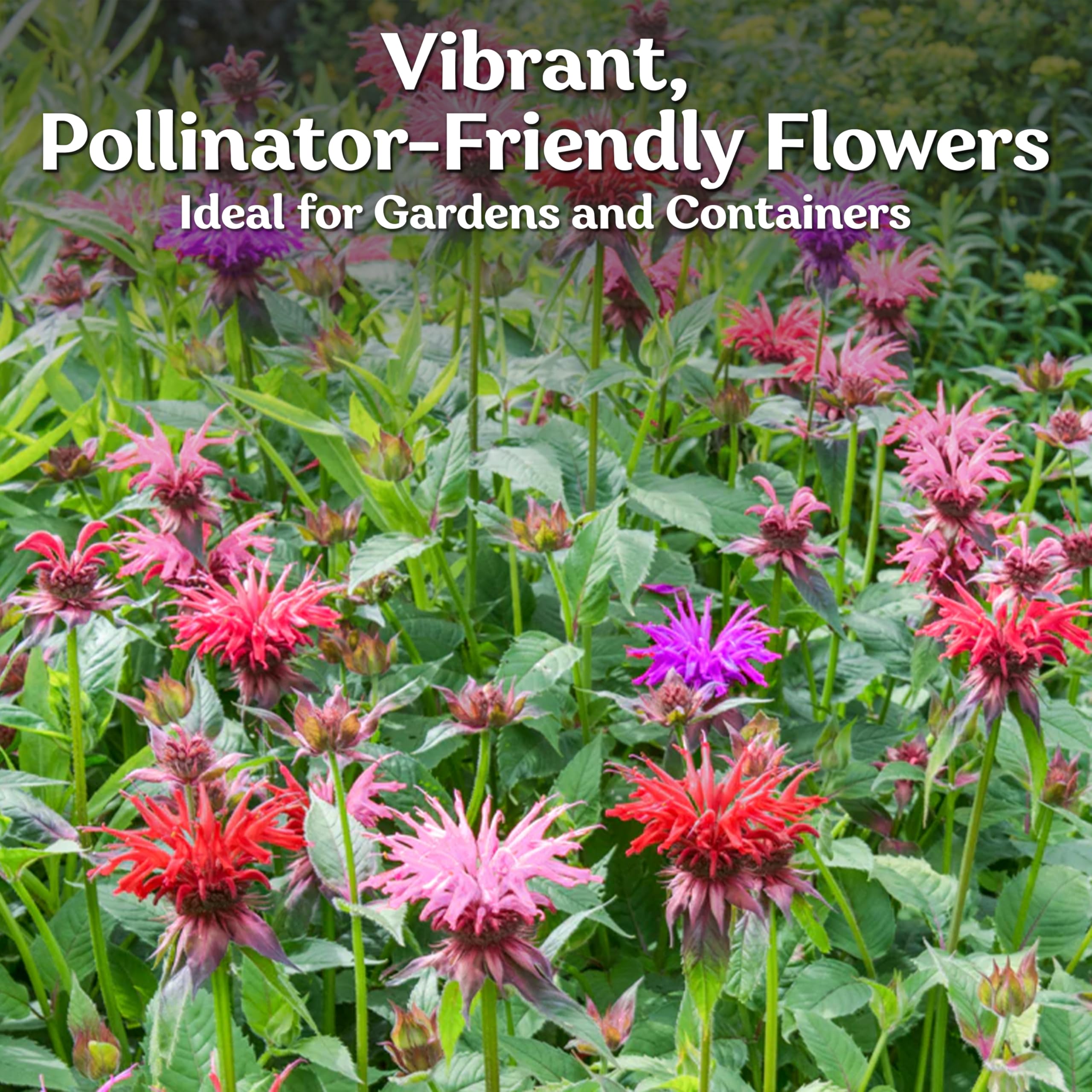 KVITER 25 Lemon Mint Bee Balm Seeds Mix (Monarda Citriodora) – Wild Bergamot & Horsemint Heirloom Seeds – Native Wildflower Seeds for Outdoor Garden & Container Planting – Attracts Pollinators & Enhances Landscapes