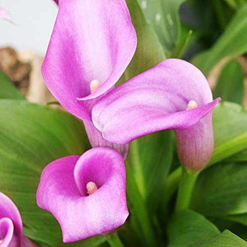 Lavender Gem Calla Lily Flower Bulbs - Pack of 3 Deer-Resistant Bulbs for Outdoor Gardens & Containers | Perennial, Easy to Grow Live Plants | Perfect for Cut Flowers, Wedding Bouquets & Home Decor