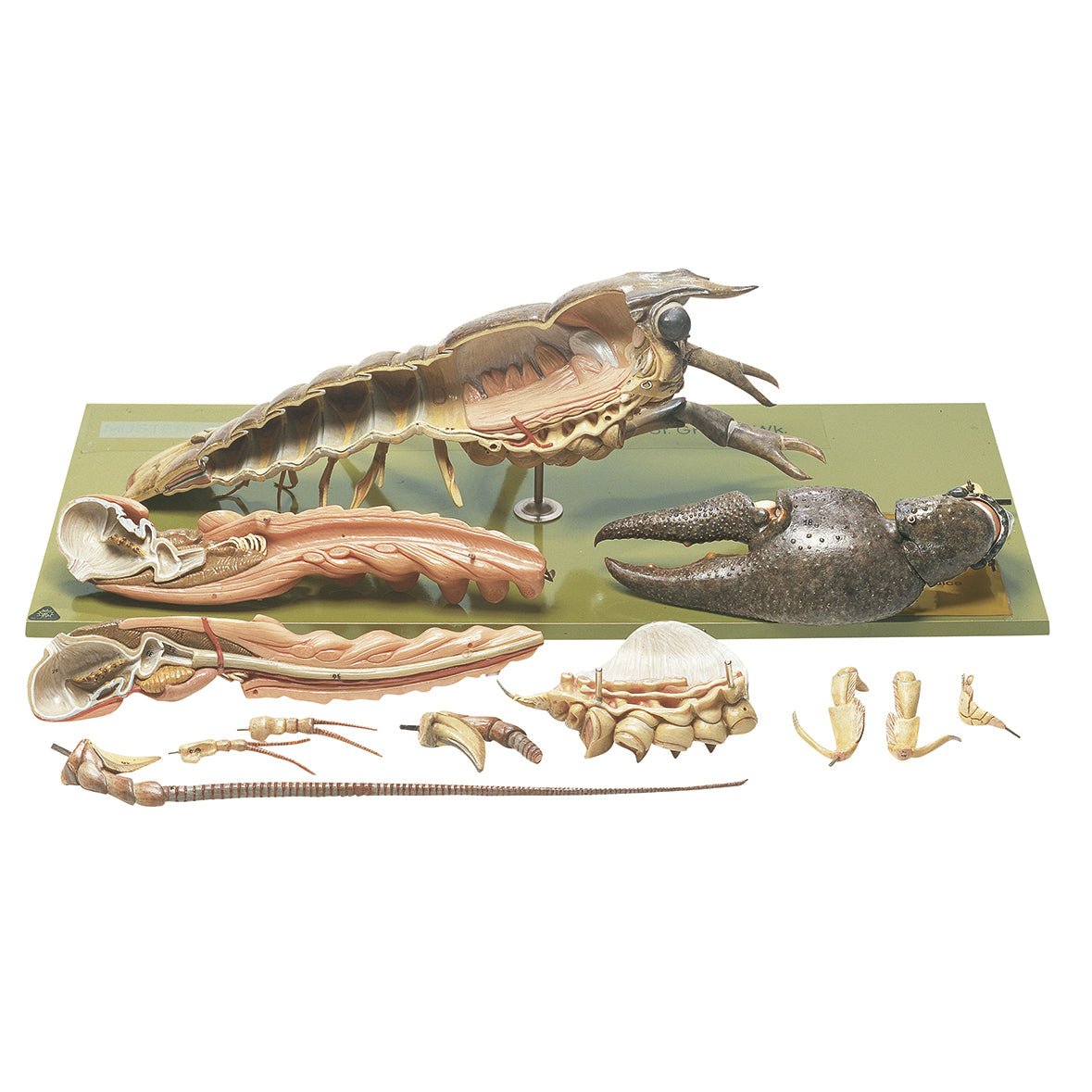 Freshwater Crayfish for Aquarium or Pond - Live Lobster for Aquatic Pets, Fishing Bait, and Home Decoration | Perfect for Aquascaping, Backyard Ponds, and Educational Science Projects