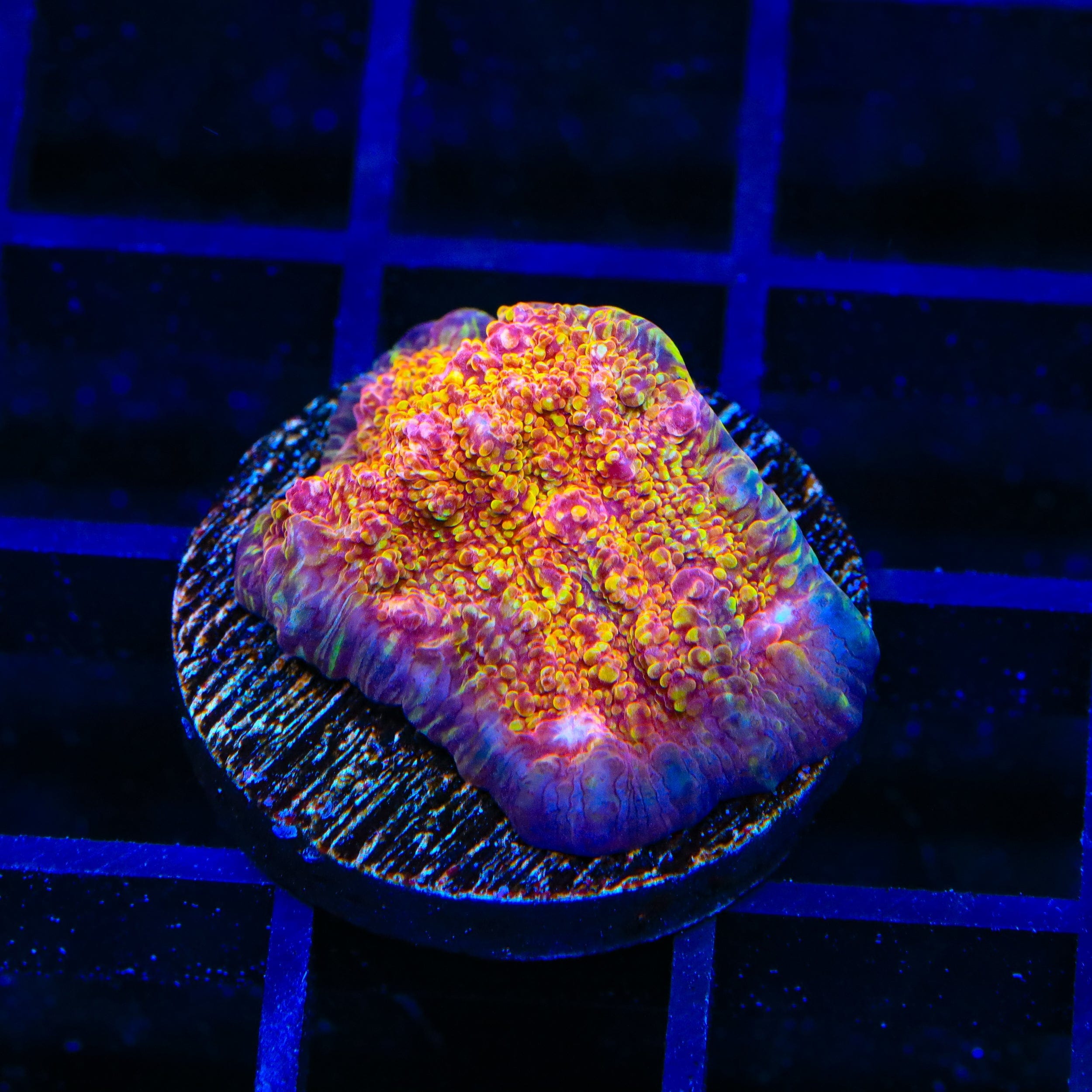 CB El Diablo Chalice Coral - Premium Live Coral for Saltwater Aquariums | Perfect for Reef Tanks & Marine Displays