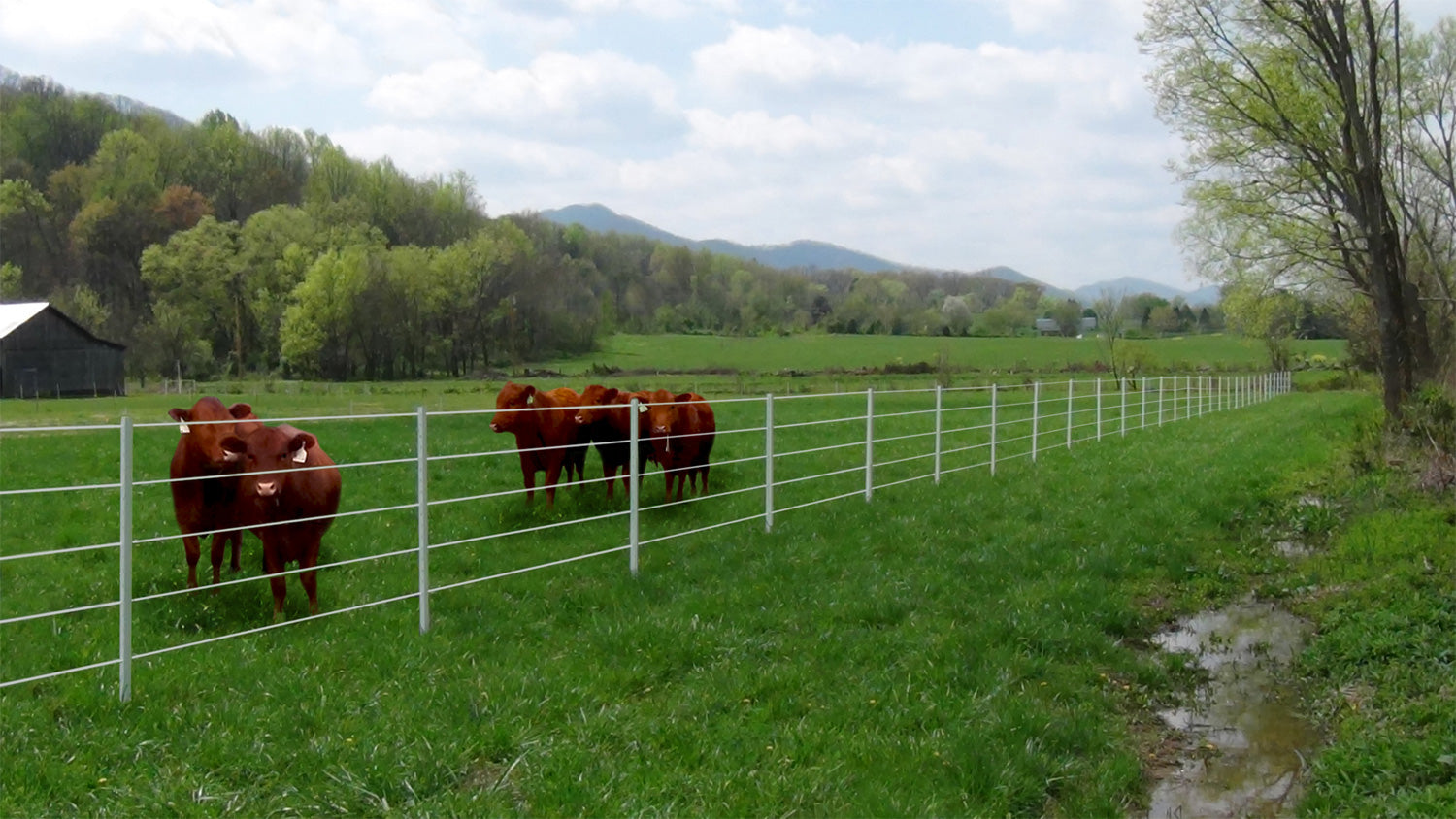 7.5' Poly T-Posts for Fencing (1.75