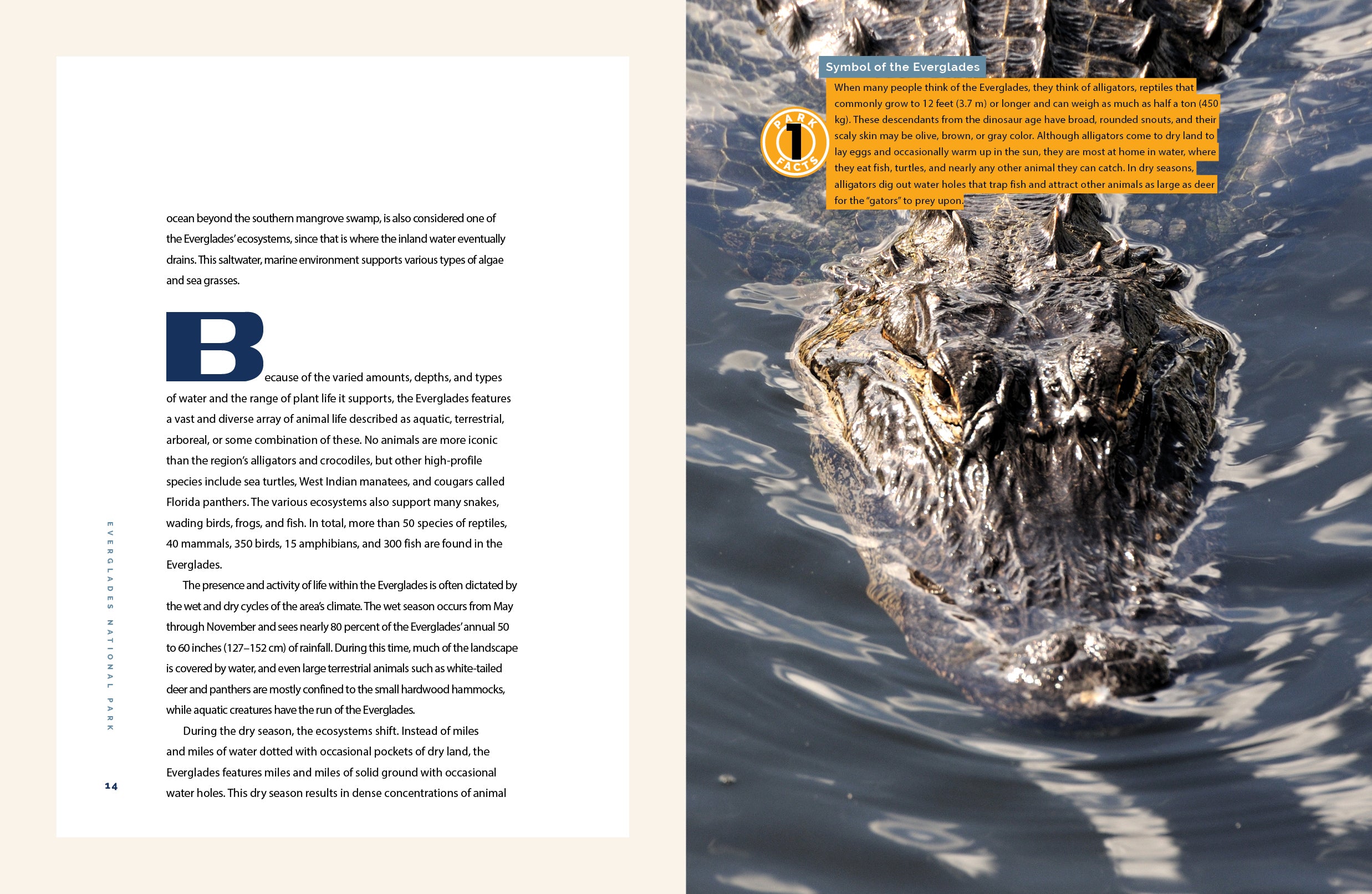 Everglades National Park Guide - Explore Florida's Unique Wetlands & Wildlife | Best Tours, Trails & Tips for Nature Lovers