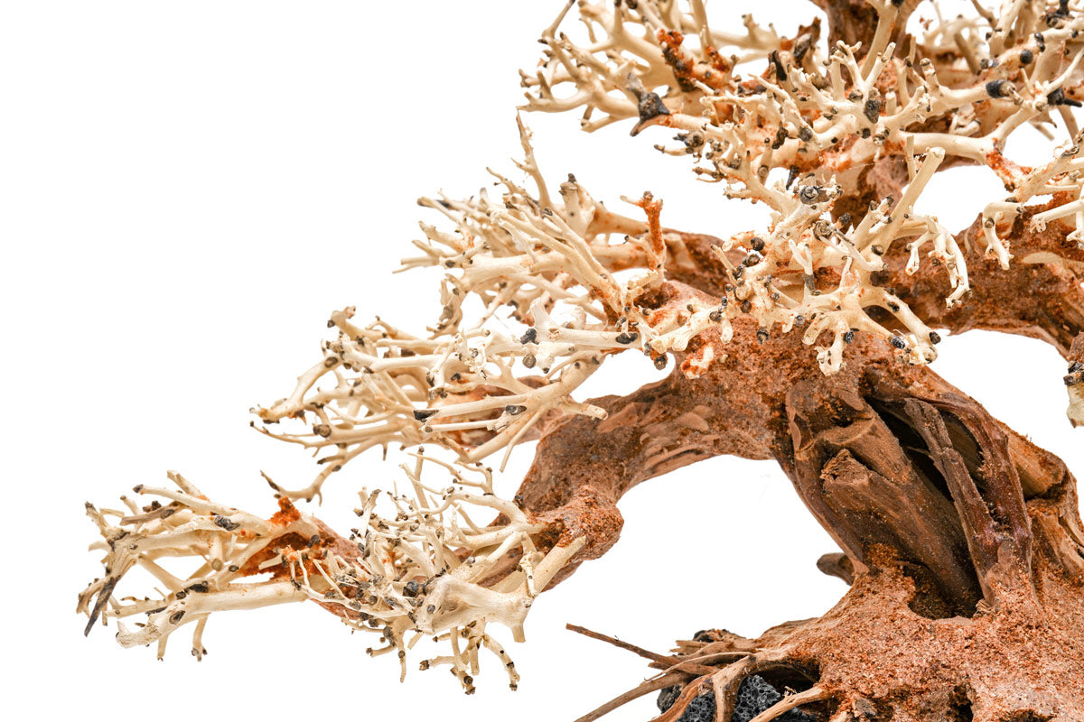 Premium Bonsai Tree Kit - Complete Starter Set for Indoor & Outdoor Gardening - Perfect for Home Decor, Office Zen Spaces & Gift Ideas