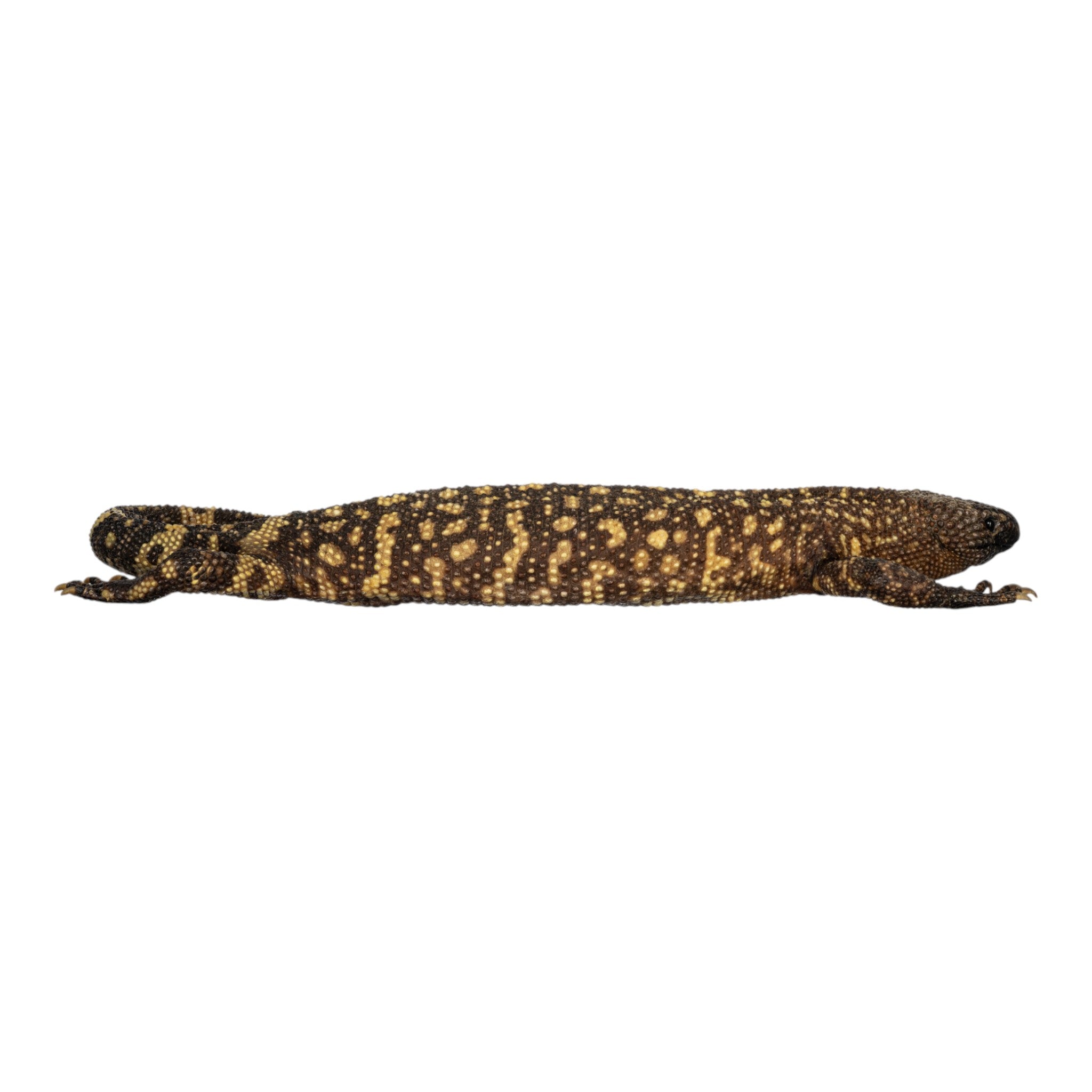 Authentic Preserved Mexican Beaded Lizard Specimen - Taxidermy Reptile Display for Home Decor, Science Education & Collectors