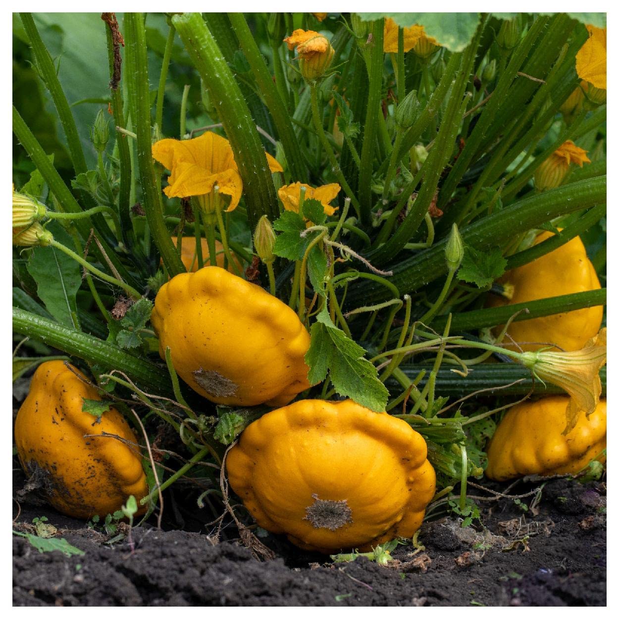 Organic Scallop Yellow Bush Summer Squash Seeds - 1 Oz Non-GMO Heirloom Seeds for Home Garden - Perfect for Salads, Grilling & Healthy Recipes