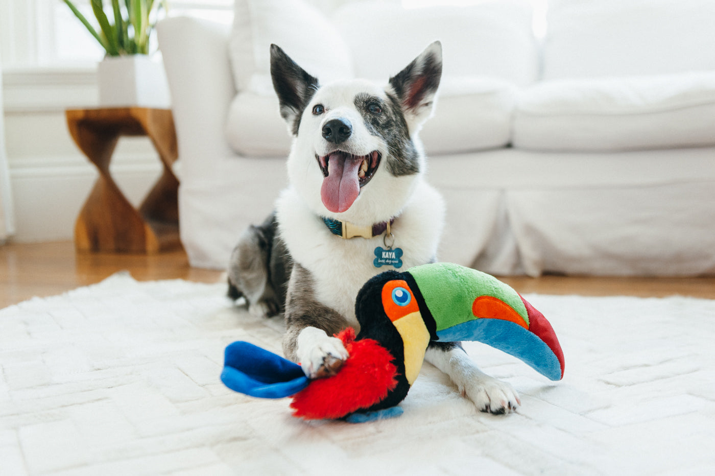 Tito the Toucan Plush Dog Toy - Fetching Flock™ Collection by Pet P.L.A.Y. | Durable & Soft Chew Toy for Small & Medium Dogs | Perfect for Fetch, Cuddling & Interactive Playtime