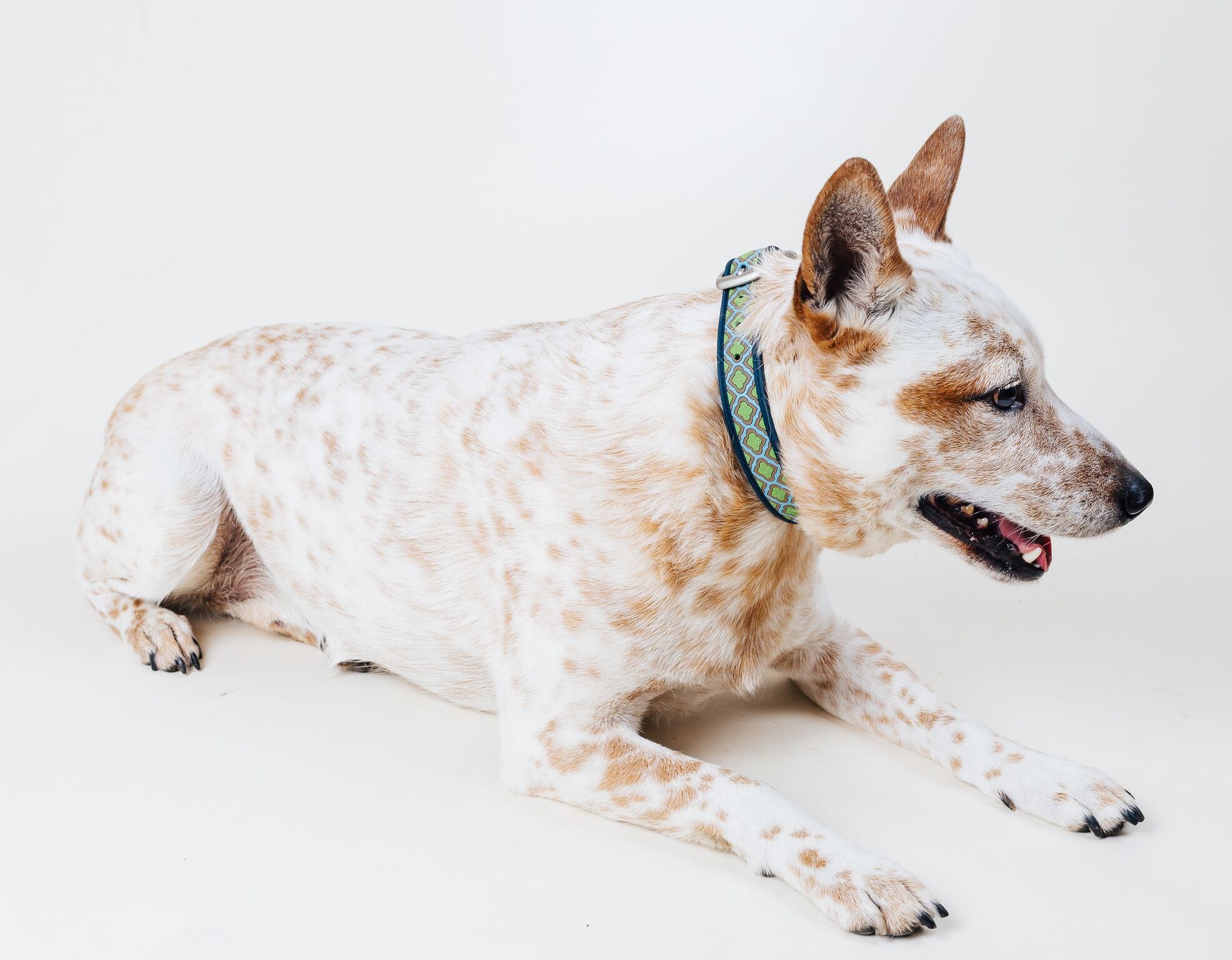 Tigris Babylon Dog Collar - Durable Nylon Pet Collar with Metal Buckle for Small, Medium, Large Dogs - Perfect for Walking, Training, and Outdoor Adventures