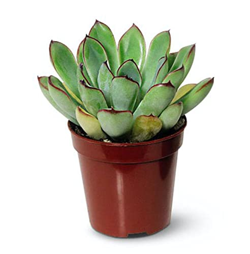 Live Succulent Plants for Terrarium Kits - Perfect for DIY Terrarium Supplies & Succulent Planters - Great Gift for Adults & Kids - Ideal for Home Decor, Office Desk & Garden Arrangements