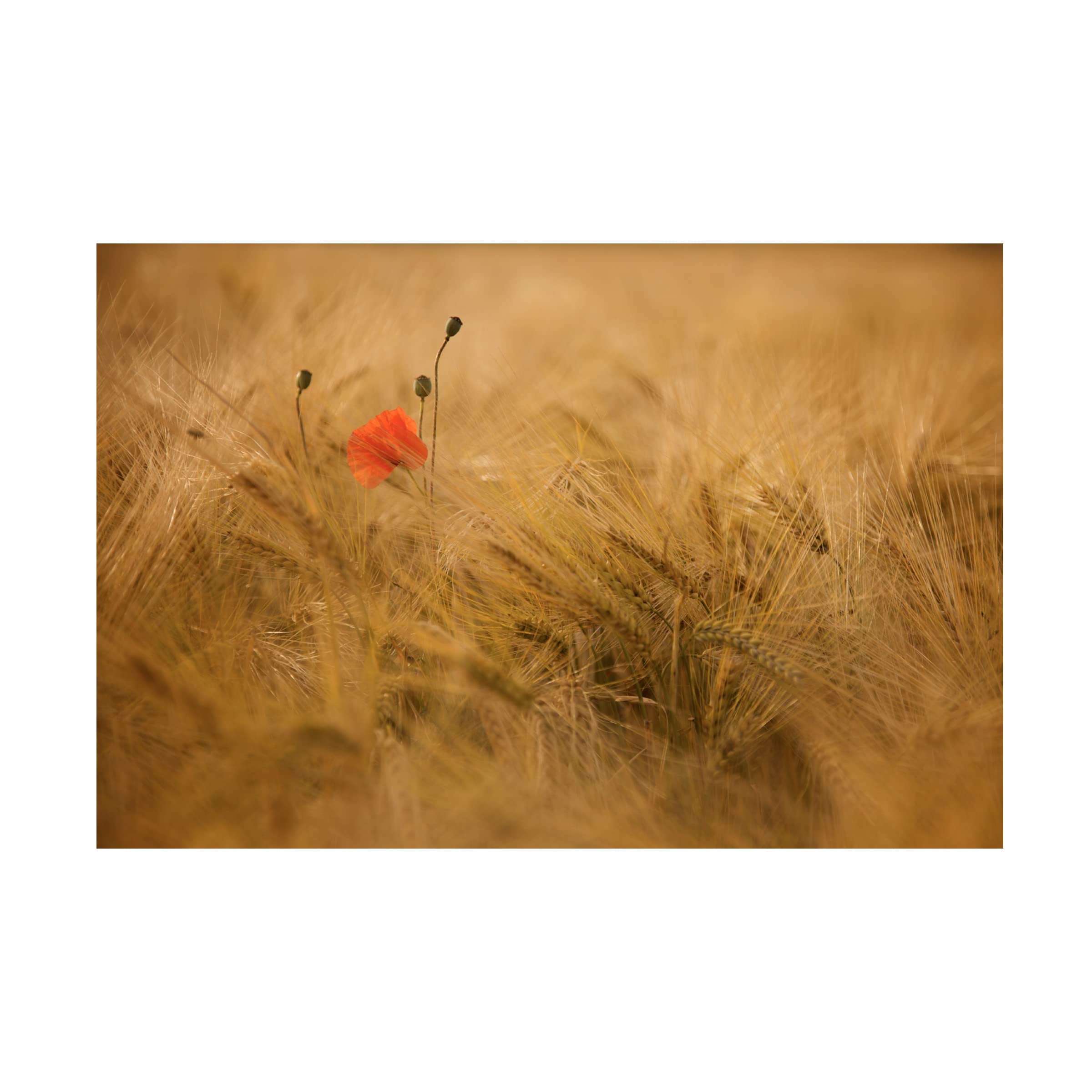 Trademark Fine Art 'Ephemeral' Canvas Wall Art Print by Thierry Draus - Modern Abstract Painting for Living Room, Bedroom & Office Decor
