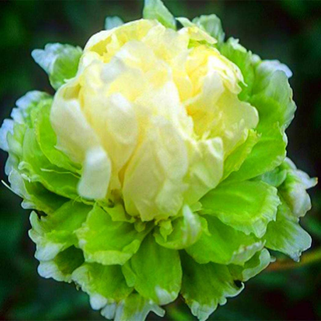 Perennial Peony Plant - 6 Bulbs for Year-Round Blooming in Flower Pots & Garden Beds | Perfect for Home Decor, Wedding Bouquets & Landscaping