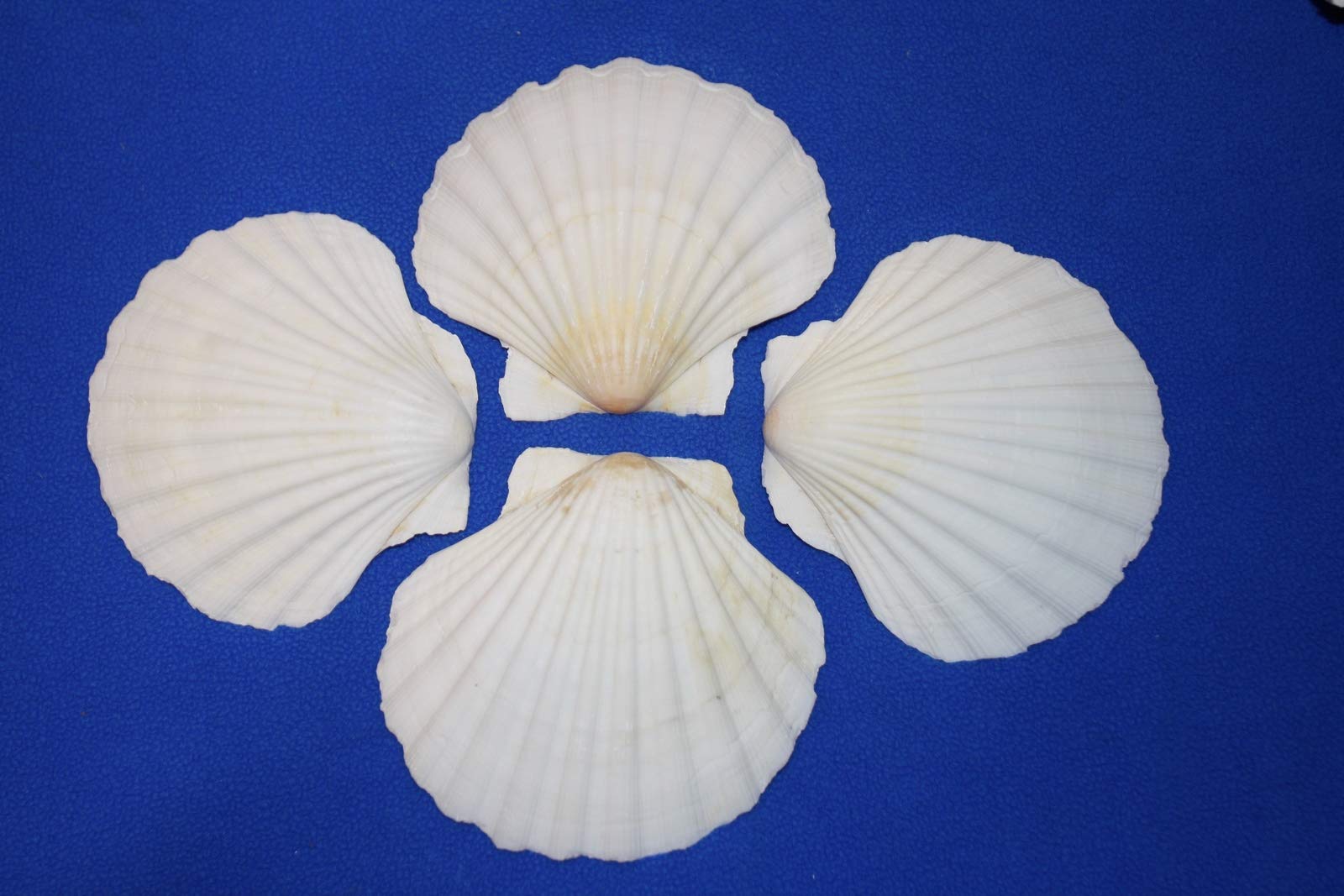 30-Piece Irish Seashell Cups Set for Beach Wedding Decor – 3.75
