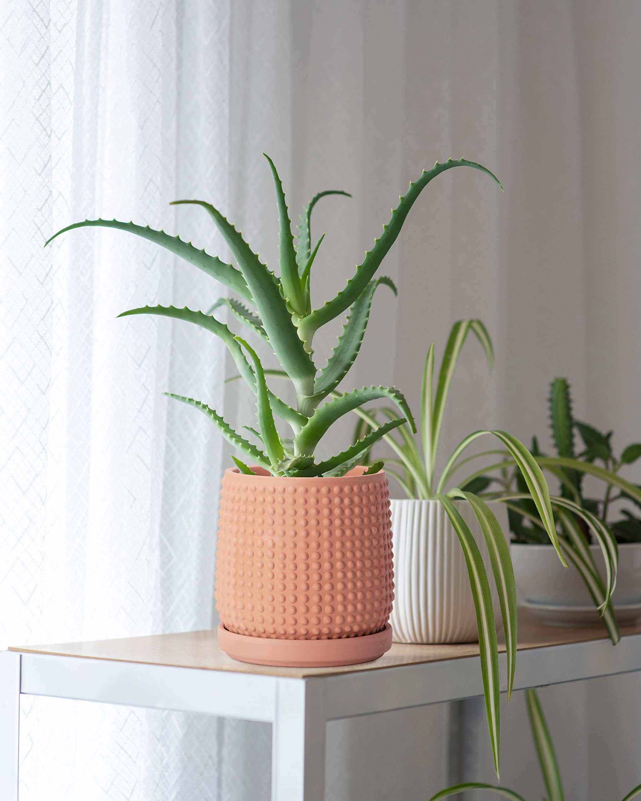 D'vine Dev 6 Inch Terracotta Beaded Planter Pot with Drainage Hole & Saucer - Indoor Flower Pot for Succulents, Herbs, and Small Plants - Perfect for Home Decor, Office Desk, and Windowsill Gardening
