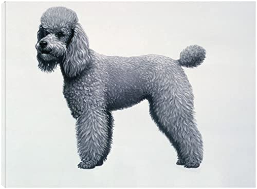 Poodle