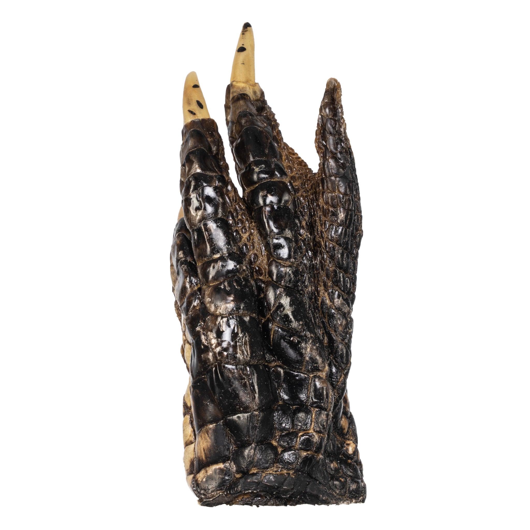 Freeze Dried Alligator Foot - Exotic Snack, Unique Gift & Novelty Item for Parties, Halloween, and Home Decor