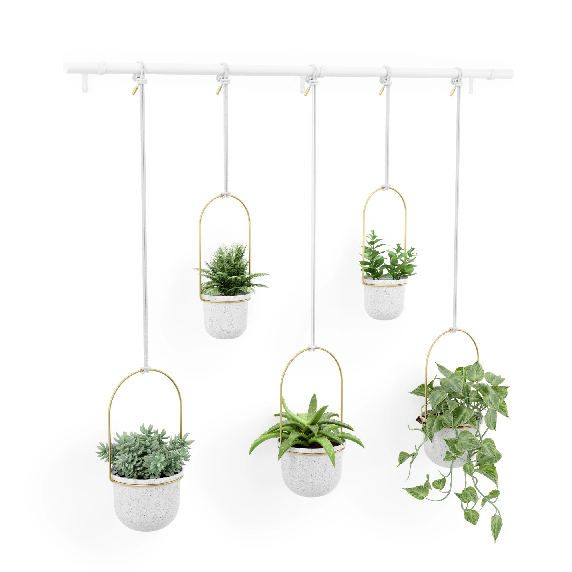 White/Brass