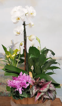 Orchid Luxury Dish Garden - Elegant Indoor Plant Arrangement for Home & Office Decor | Perfect for Gifts, Weddings, and Special Occasions