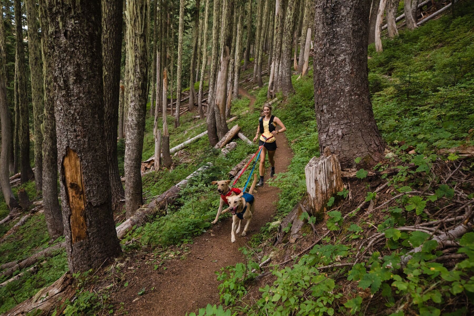 Ruffwear Minimalist Switchbak Dog Harness in Red Sumac - Lightweight & Durable for Hiking, Running & Outdoor Adventures
