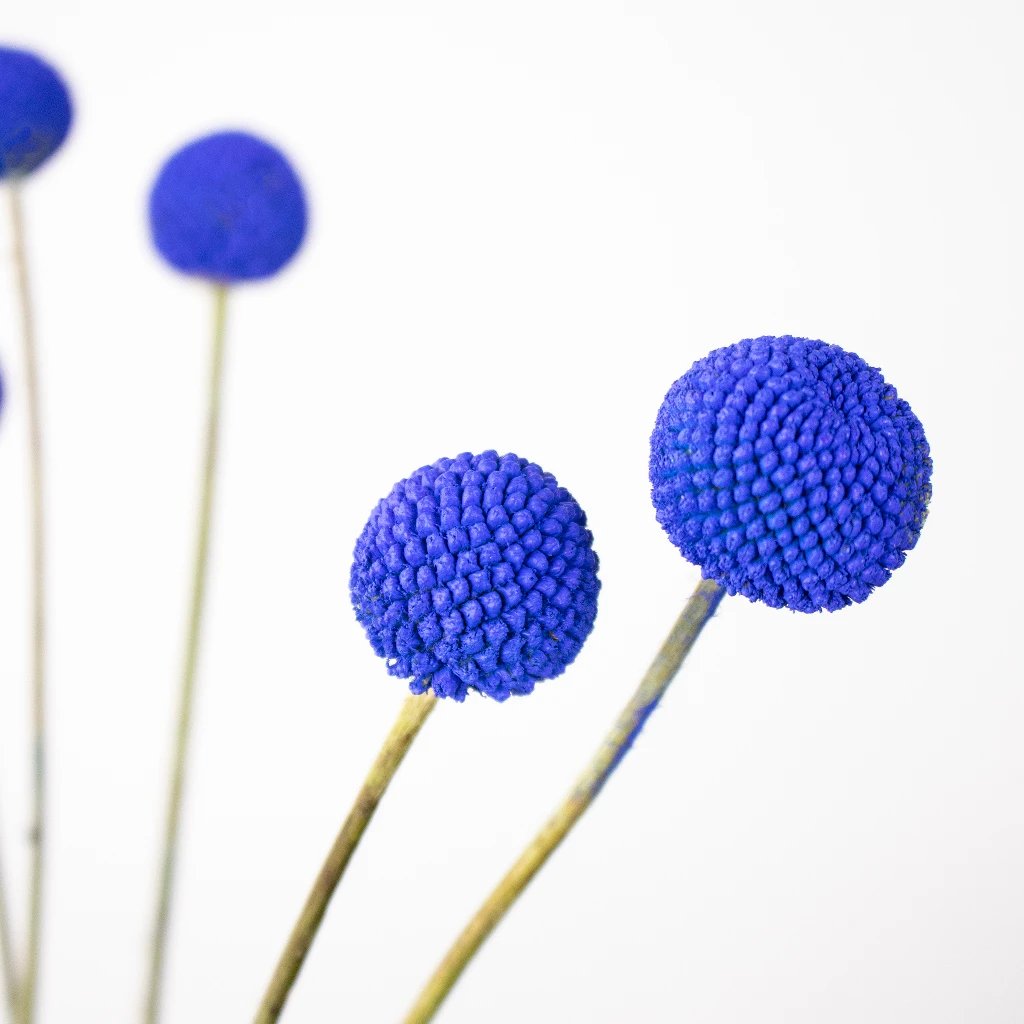 Fresh Blue Craspedia Billy Balls - Dried Flower Bouquet for Wedding Decor, Home Centerpieces & DIY Floral Arrangements