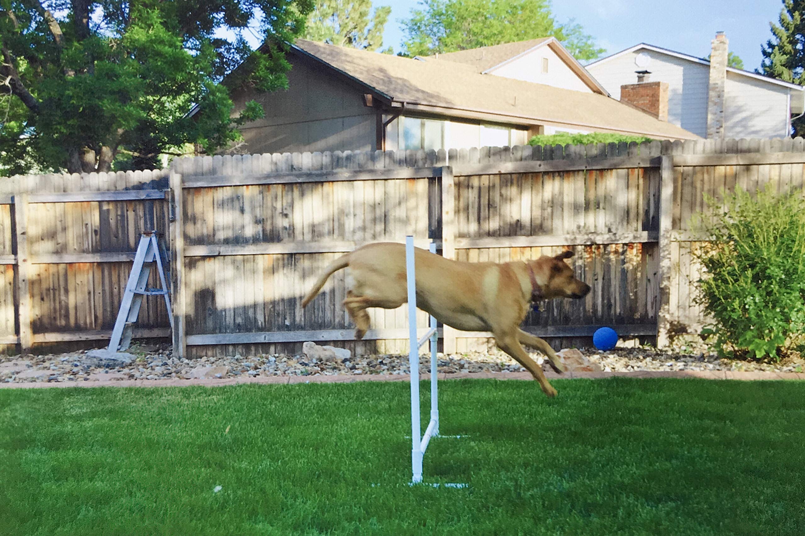 Premium Dog Agility Training Equipment Set - Adjustable Weave Poles, Agility Jumps with Removable Cups & Tire Jump for Professional Canine Obstacle Courses | Perfect for Backyard Training, Dog Sports & Competition Practice
