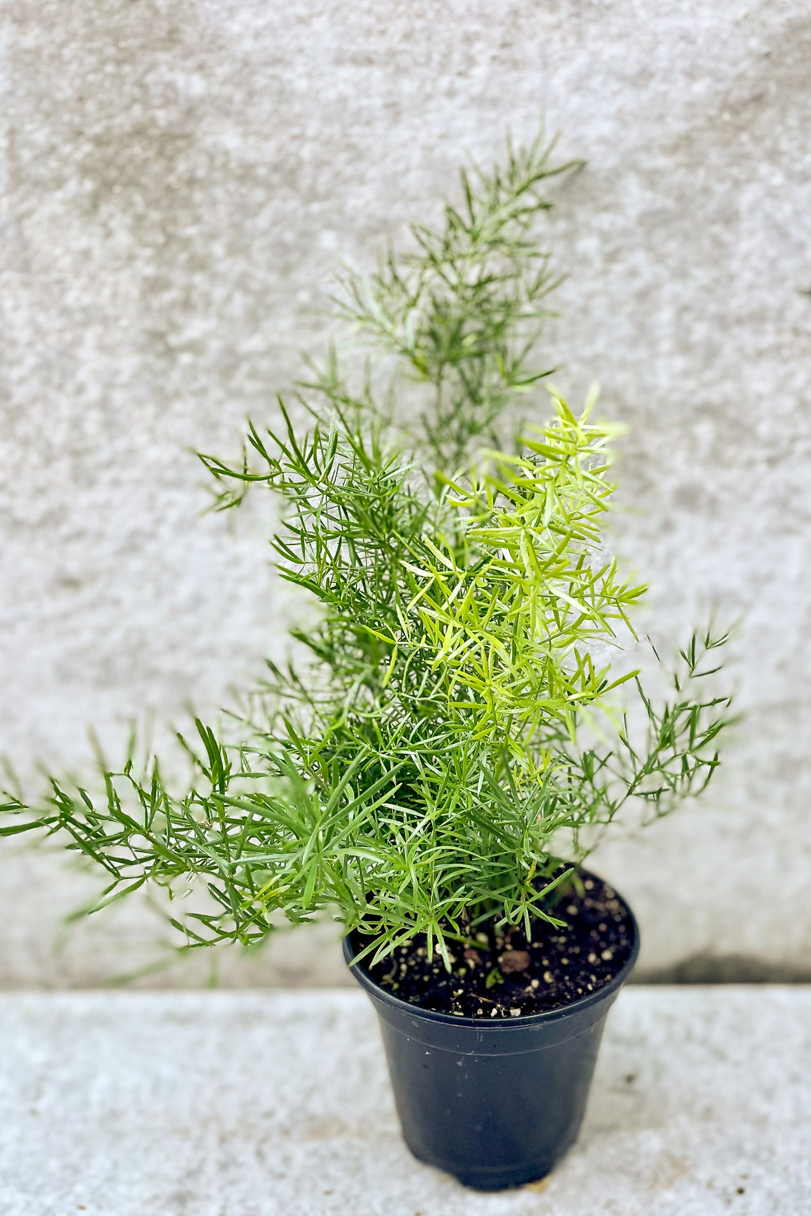 Buy Asparagus Fern 'Sprengerii' - 4