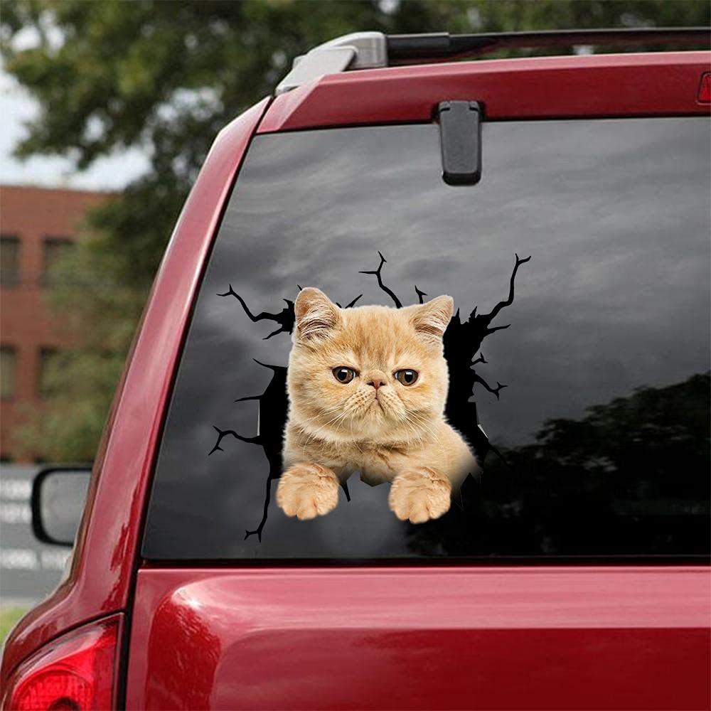 Exotic Shorthair Cat Car Decals - Pack of 2 Realistic 8