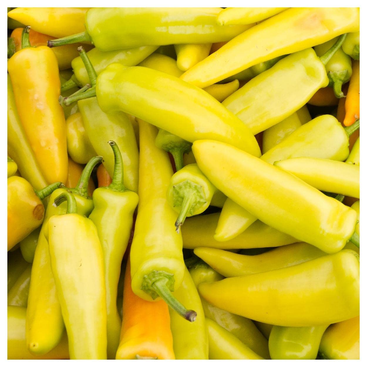 Organic Hungarian Wax Hot Pepper Seeds - 1 Oz Gold Vault Packet by Everwilde Farms - Perfect for Home Gardening, Spicy Cooking & Canning