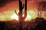 Cactus in the Desert