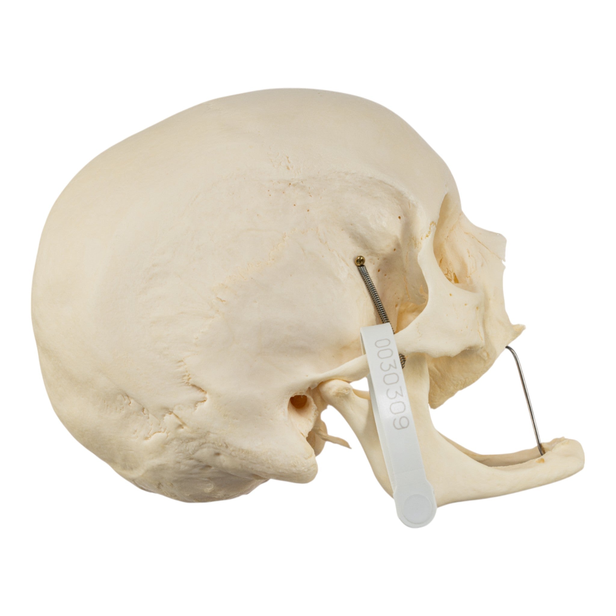 Premium Disarticulated Human Skeleton Model for Medical Education & Research - Perfect for Anatomy Studies, Classroom Demonstrations & Medical Training