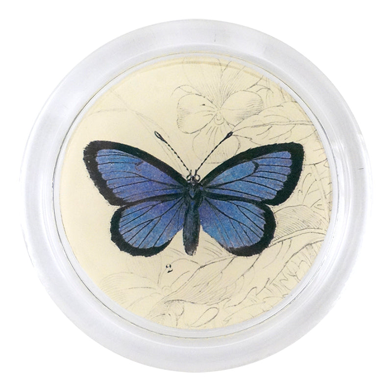 Alcon Blue Butterfly - 19th Century Naturalist Specimen for Home Decor & Scientific Display | Perfect for Entomology Collections, Nature-Themed Decor, and Educational Displays