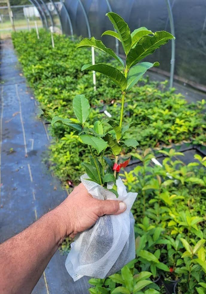 Fragrant Tea Olive (Osmanthus) Plant - Red Flowering, Quart Pot | Sweet-Scented Evergreen Shrub for Landscaping, Hedges & Patio Decor