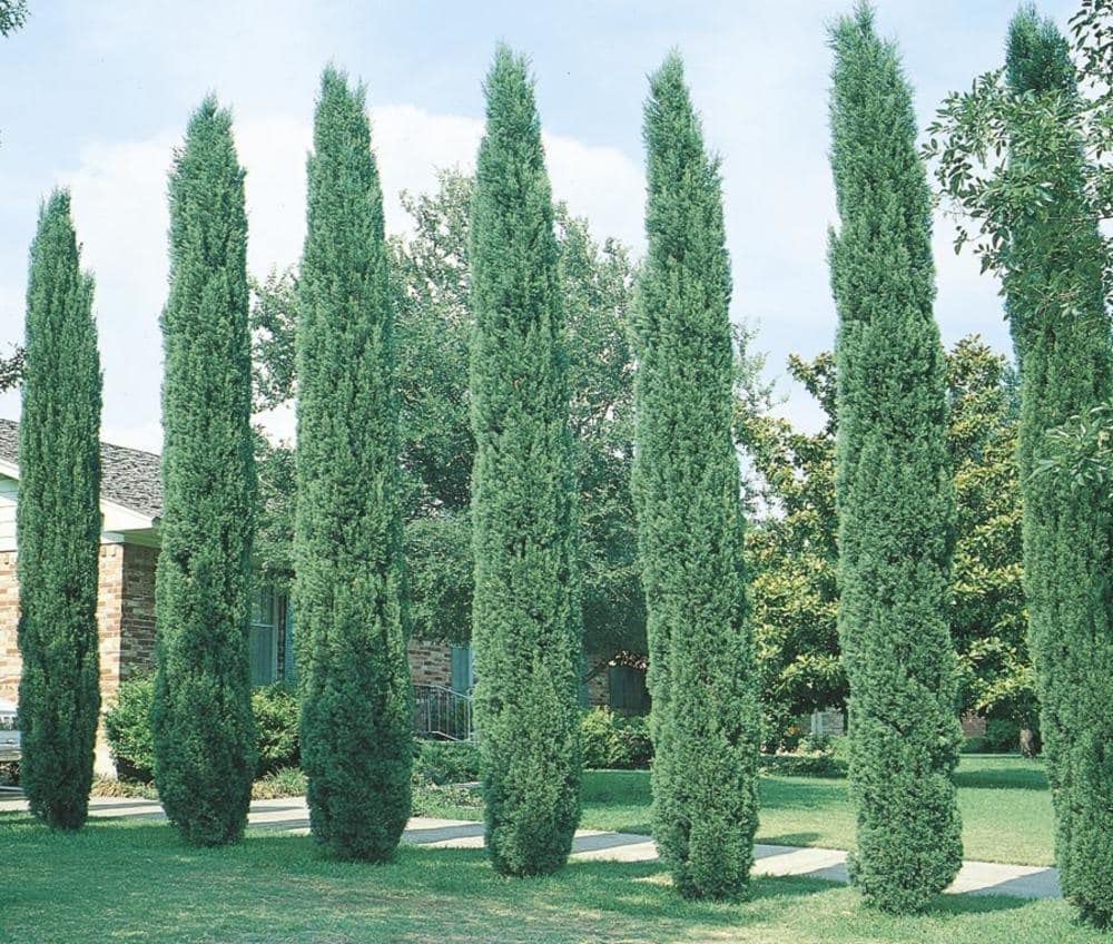 Italian Cypress Tree (Cupressus Sempervirens) - 10 Live 4 Inch Potted Plants for Mediterranean Landscaping, Privacy Hedges & Elegant Garden Decor