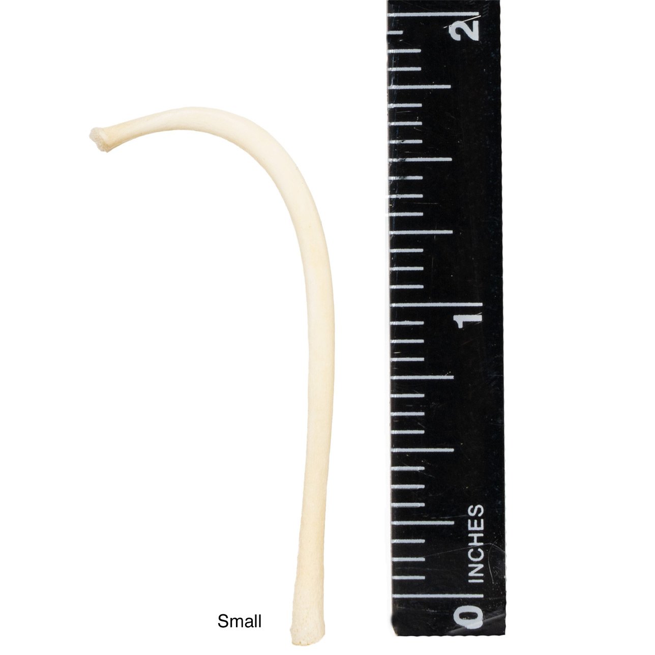 Authentic Raccoon Baculum (Penile Bone) - Genuine Wildlife Specimen for Collectors, Taxidermy & Oddity Displays | Perfect for Curio Cabinets, Science Education & Unique Gifts