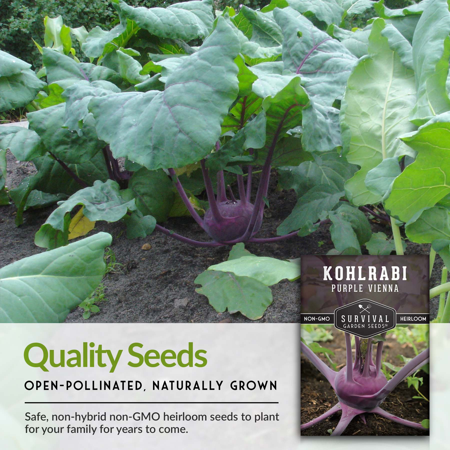 Organic Purple Vienna Kohlrabi Seeds - Non-GMO, Heirloom, Fast-Growing for Home Garden & Container Planting - Perfect for Salads, Stir-Fries & Healthy Snacks