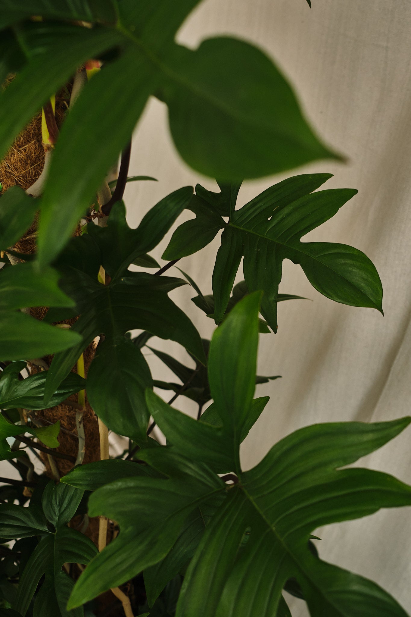 Philodendron Pedatum - Rare Tropical Houseplant for Indoor Decor | Fast Local Delivery & Click & Collect | Perfect for Home Office & Living Room Greenery