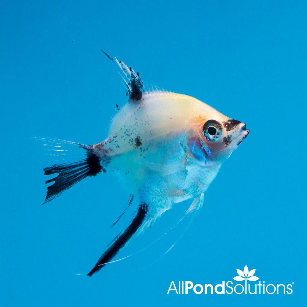 Premium Koi Angelfish (Pterophyllum) - Live Tropical Fish for Aquarium & Fish Tank Decoration | Perfect for Home, Office & Aquatic Displays
