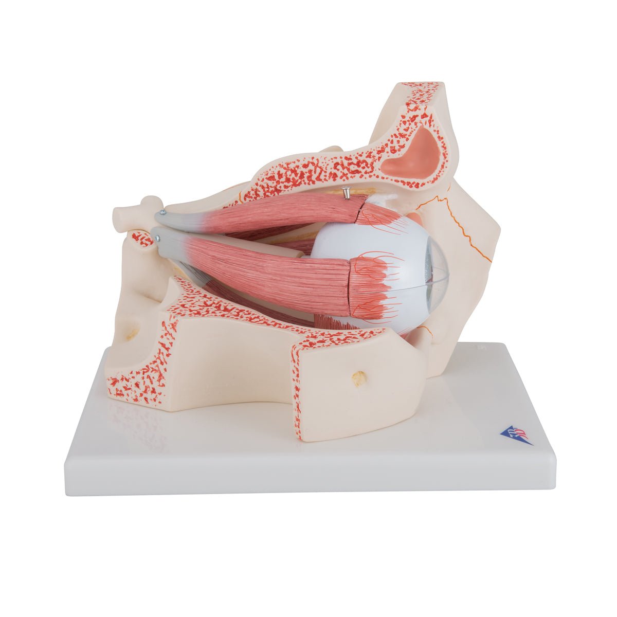 Giant Human Eye Anatomy Model - 3X Life Size with 7 Detachable Parts | Perfect for Medical Students, Biology Classrooms & Science Education