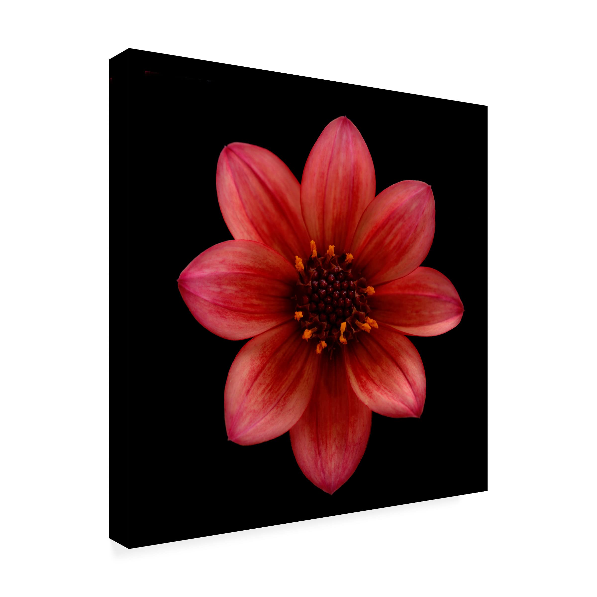 Lotte Gronkjaer 'Red Dahlia' Canvas Wall Art Print - Modern Floral Home Decor for Living Room, Bedroom & Office - Trademark Fine Art Collection