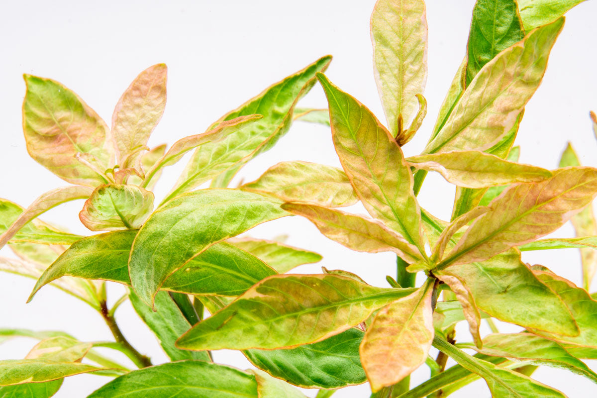 Ludwigia White Aquatic Plant for Freshwater Aquariums - Perfect for Aquascaping, Fish Tanks & Home Decor