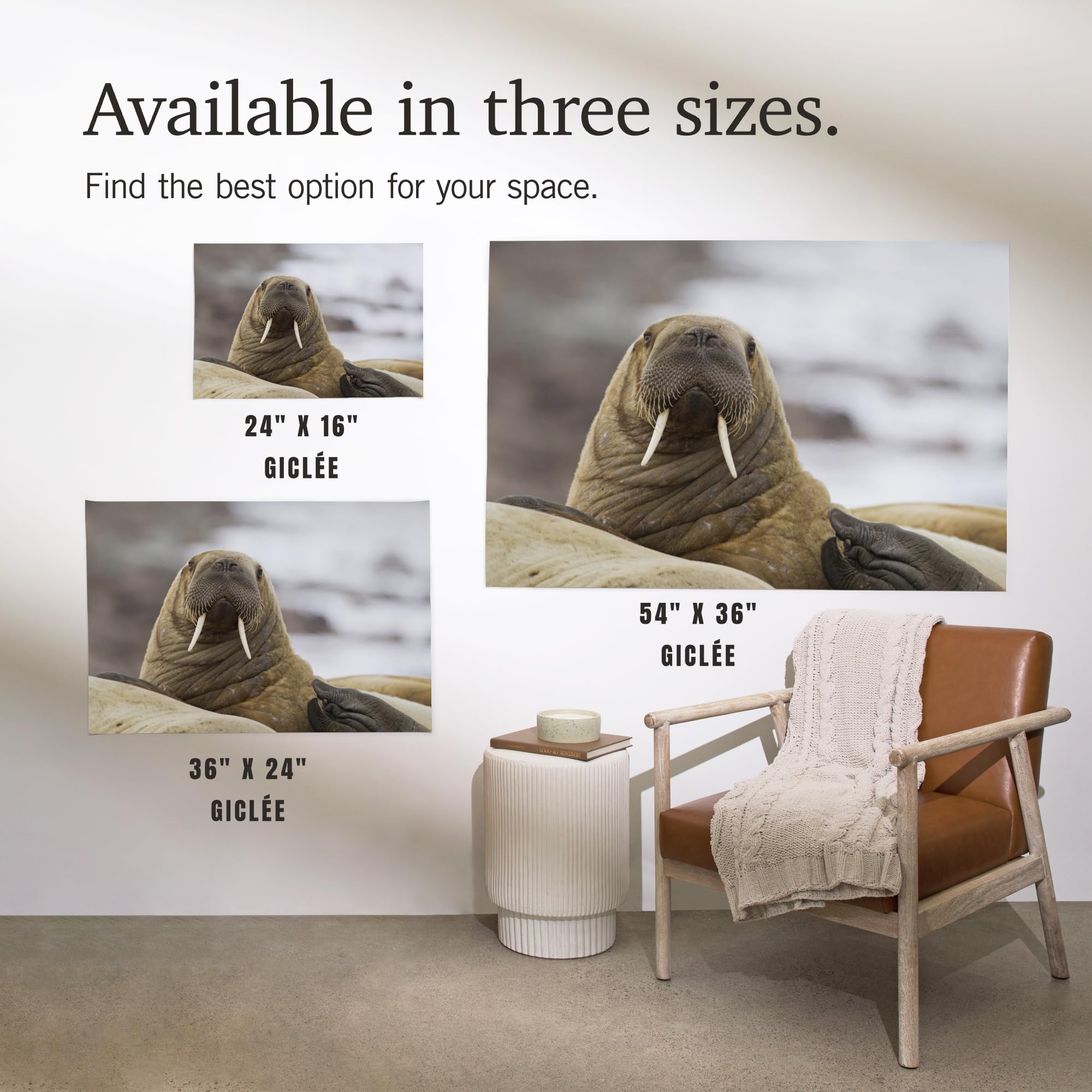 Lantern Press 36x54 Inch Giclee Art Print - Premium Walrus Wall Decor for Living Room, Bedroom & Office - Museum Quality Wildlife Artwork