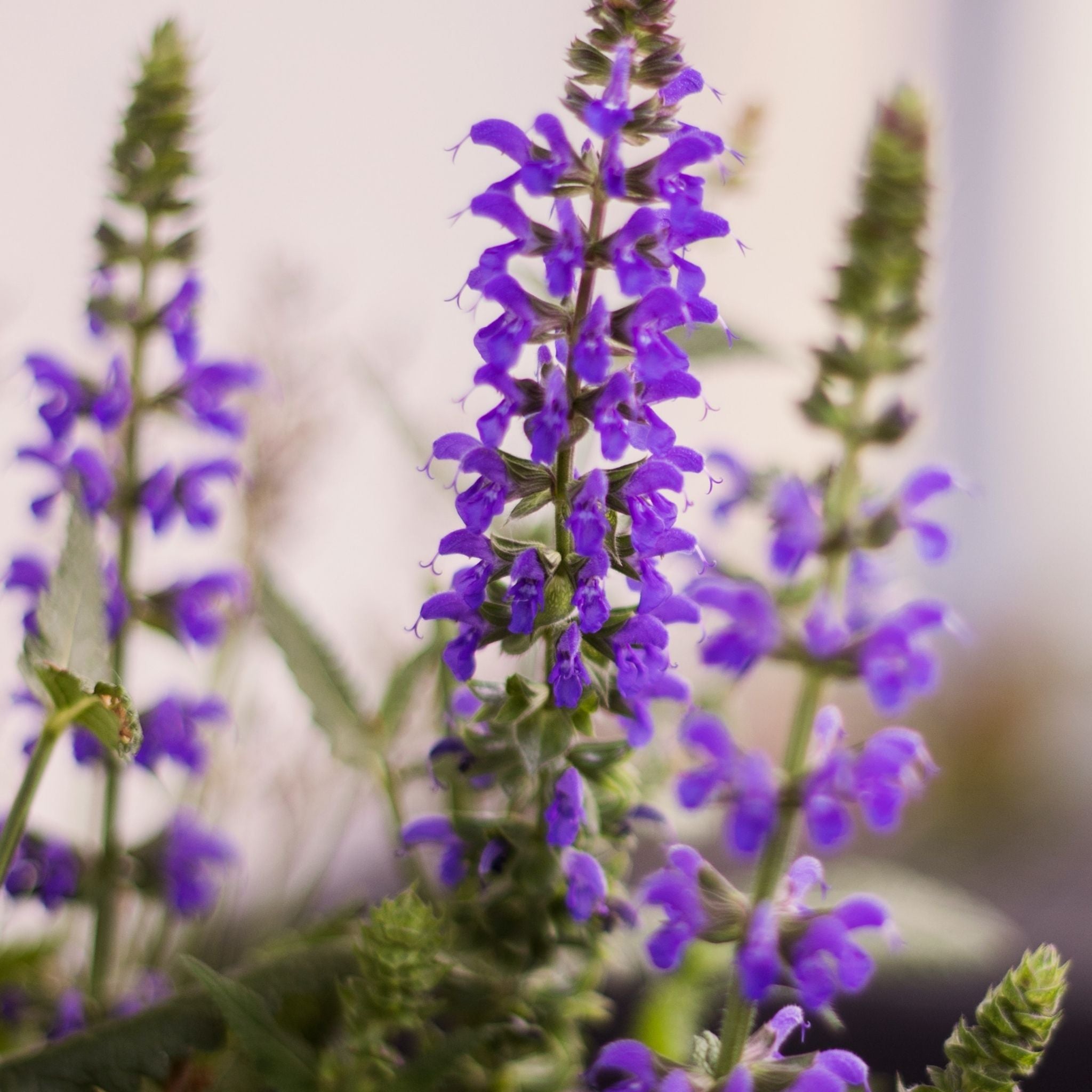 Clary Sage Essential Oil 100% Pure & Natural - Aromatherapy, Stress Relief & Skin Care - Perfect for Diffusers, Massage & DIY Beauty Products
